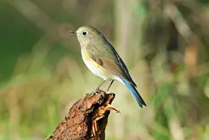 Flanked: Orange-flanked Bush-robin