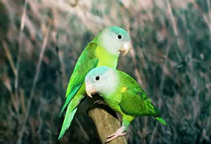 Gillean White: Orange-flanked / Grey-cheeked Parakeet