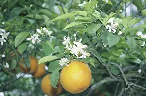Citrus: Orange flower & fruit