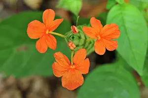 Gombe: Orange Flower Gombe Stream National Park, Tanzania