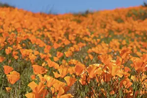 Poppies: Orange flowering California poppies landscape during