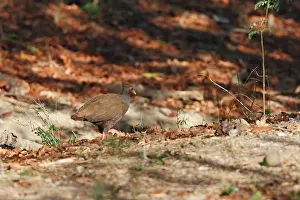 Megapodius: Orange-footed Scrubfowl