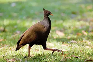 Megapodius: Orange-footed Scrubfowl