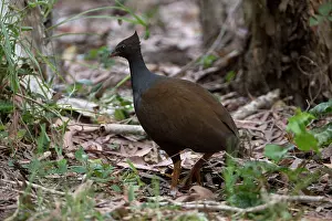 Megapodius: Orange-footed Scrubfowl
