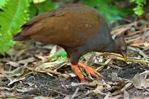 Megapodius: Orange-footed Scrubfowl - adult is combing the