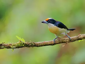 Capito: Orange Fronted Barbet Capito squamatus Ecuador B