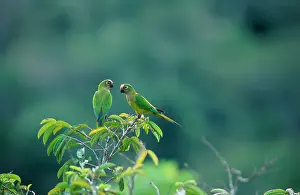 Hans D Dossenbach: Orange-fronted Conure / Parakeet - in canopy