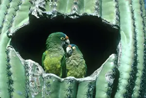Mates: Orange-fronted Parakeets