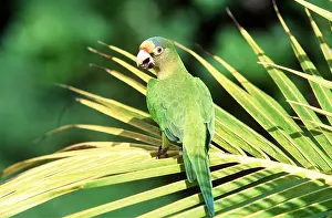 Parakeet: Orange-fronted / Petz's Conure / Parakeet