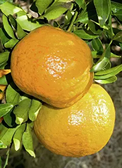 Vitamin: Orange Fruit Growing on Tree
