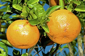 Vitamin: Orange Fruit Growing on Tree
