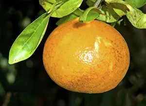Vitamin: Orange Fruit Growing on Tree
