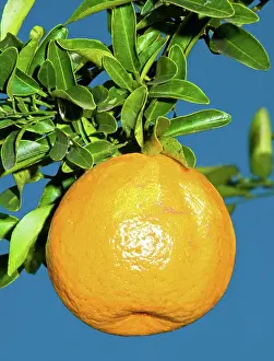 Vitamin: Orange Fruit Growing on Tree