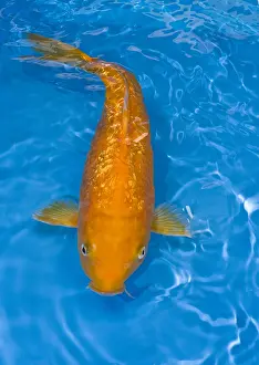 Carp: Orange Girin Kigoi koi carp in an turquoise water