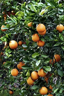 Orlando: Orange Grove in Orlando, Florida