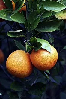 Orlando: Orange Grove in Orlando, Florida