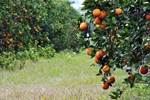 Orlando: Orange Grove in Orlando, Florida