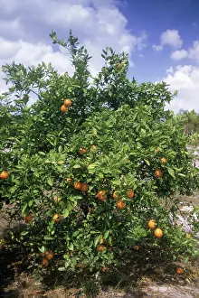 Groves: Orange Groves