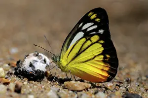 Droppings: Orange Gull Butterfly