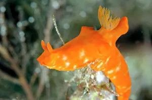 Gymnodoris: Orange Gymnodoris Nudibranch