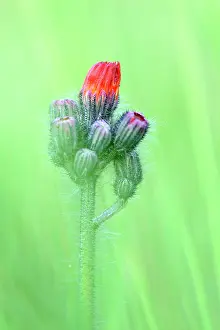 Aurantiacum: Orange Hawkweed