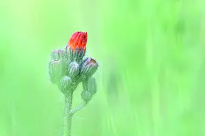 Aurantiacum: Orange Hawkweed