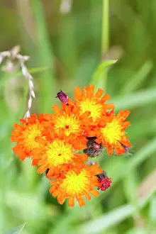 Temp: Orange Hawkweed