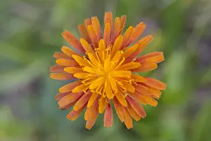 190219: Orange Hawkweed - flowering - Hohe Tauern National