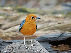 Vietnam: Orange Headed Thrush female Geokichla citrina Da