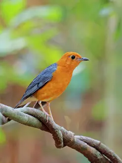 Vietnam: Orange Headed Thrush female Geokichla citrina Da
