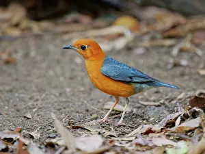 Vietnam: Orange Headed Thrush female Geokichla citrina Da