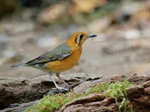 Vietnam: Orange Headed Thrush Geokichla citrina Da Lat, Vietnam