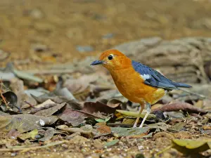 Malaysia: Orange Headed Thrush Geokichla citrina Sabah, Ma