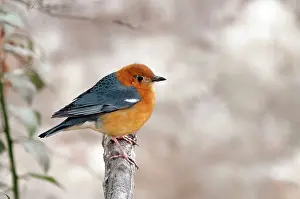 Citrina: Orange-headed Thrush - perched on dead branch