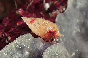 Hermit: Orange Hermit Crab in shell - night dive - Kalig