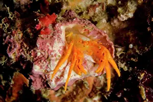 Kubur: Orange Hermit Crab Tanjung Kubur dive site, Lembeh