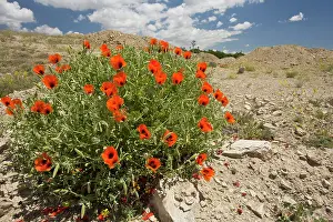 Glaucium: Orange Horned Poppy / Large-flowered Horned Poppy Turkey