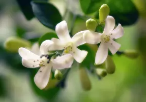 Paniculata: Orange Jessamine