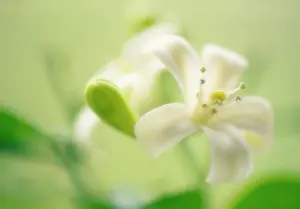 Paniculata: Orange Jessamine