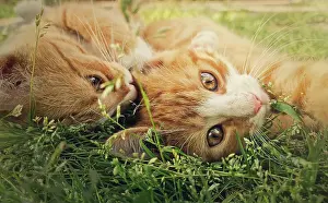 Attack: Two orange kittens playing together outdoors on