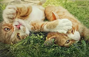 Attack: Two orange kittens playing together outdoors on