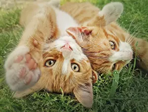 Attack: Two orange kittens playing together outdoors on