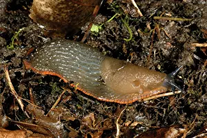 Arionidae: Orange large black slug
