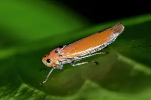 Klungkung: Orange Leafhopper