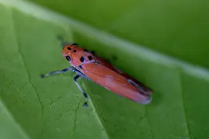 Hexapoda: Orange Leafhopper