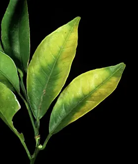 Trace: Orange leaves with chlorosis