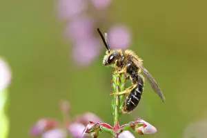 Welsh: Orange-legged Furrow-bee (Halictus rubicundus) adult