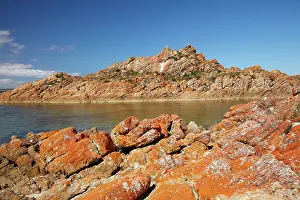Foreshore: Orange Lichen on Rocks, West Point, North