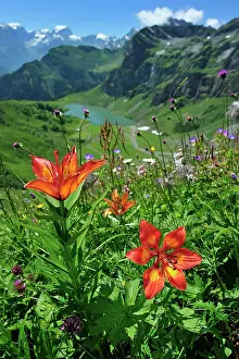 Glarus: Orange Lily Fire Lily Tiger Lily
