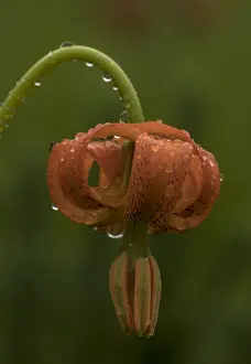 Lilium: Orange lily, Lilium carniolicum, in flower after